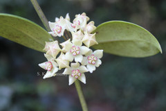 Hoya wightii